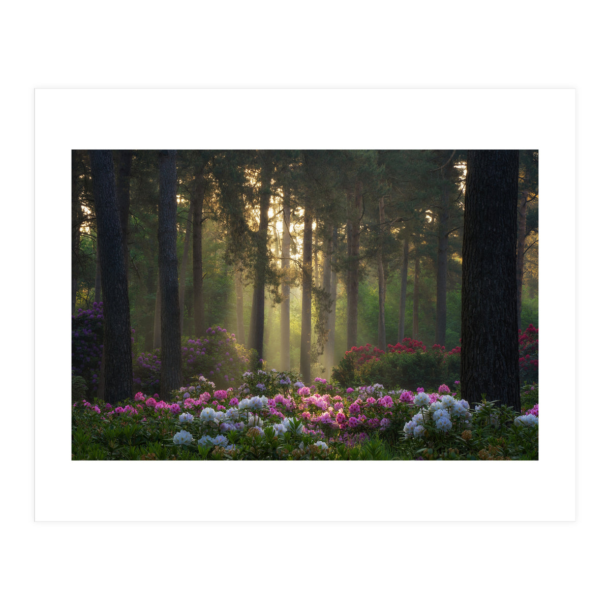 Rhododendron forest (Print Only)