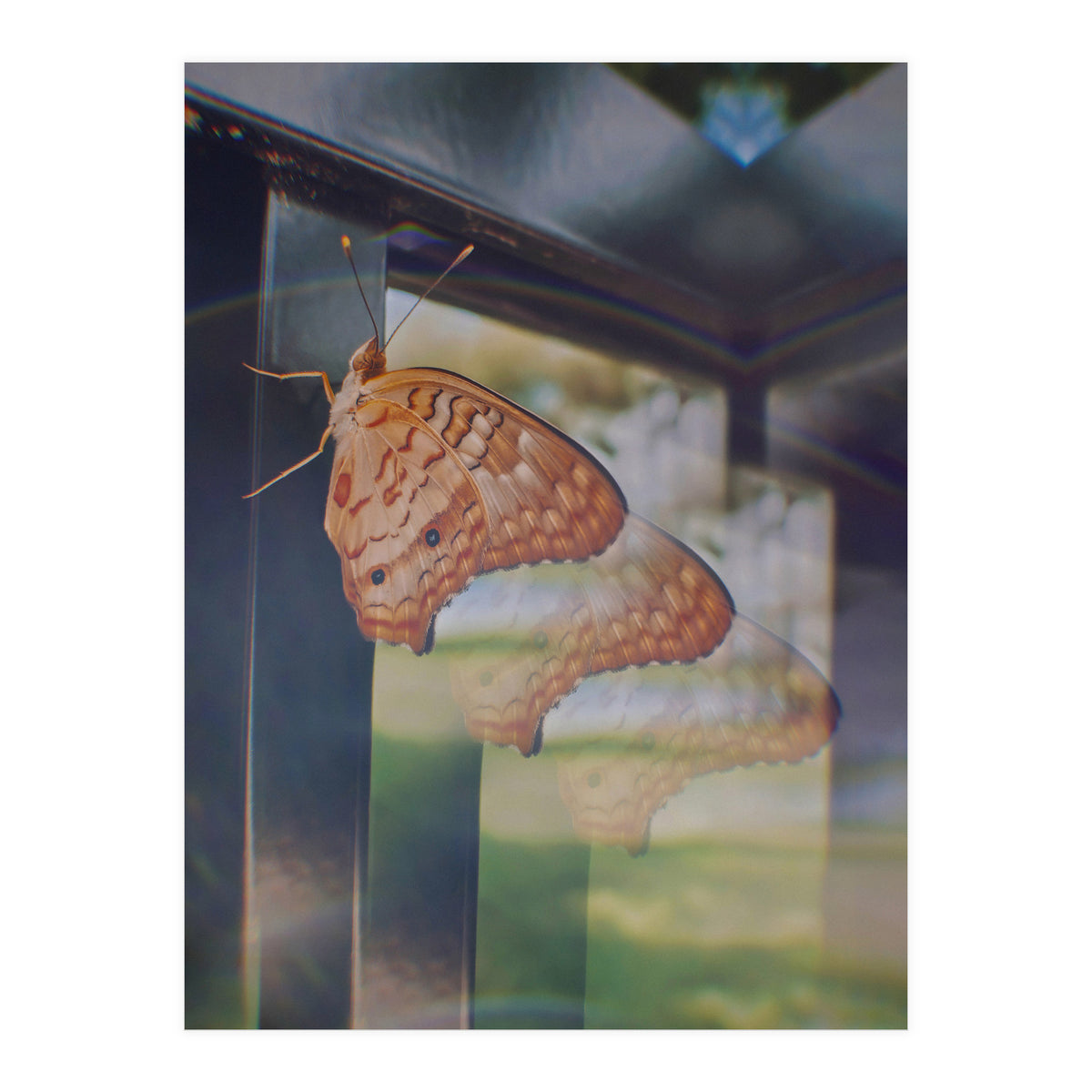 Evolving (Print Only)