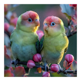 Two Lovebirds On A Branch Surrounded By Berries (Print Only) thumbnail