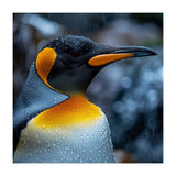 Close Up Of King Penguin In The Rain (Print Only) thumbnail