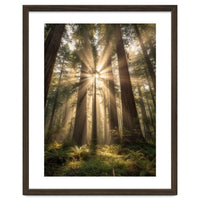 Ethereal Redwood Sanctuary: Sunbeams in the Ancient Forest