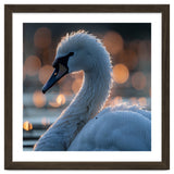 Close-up Shot of a Swan with Water Droplets thumbnail