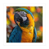 Blue And Gold Macaw Parrot Close Up Portrait (Print Only) thumbnail