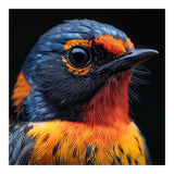 Vibrant Bird With Orange And Blue Plumage (Print Only) thumbnail