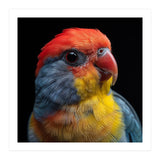 Close Up Colorful Parrot Portrait Vivid Plumage (Print Only) thumbnail