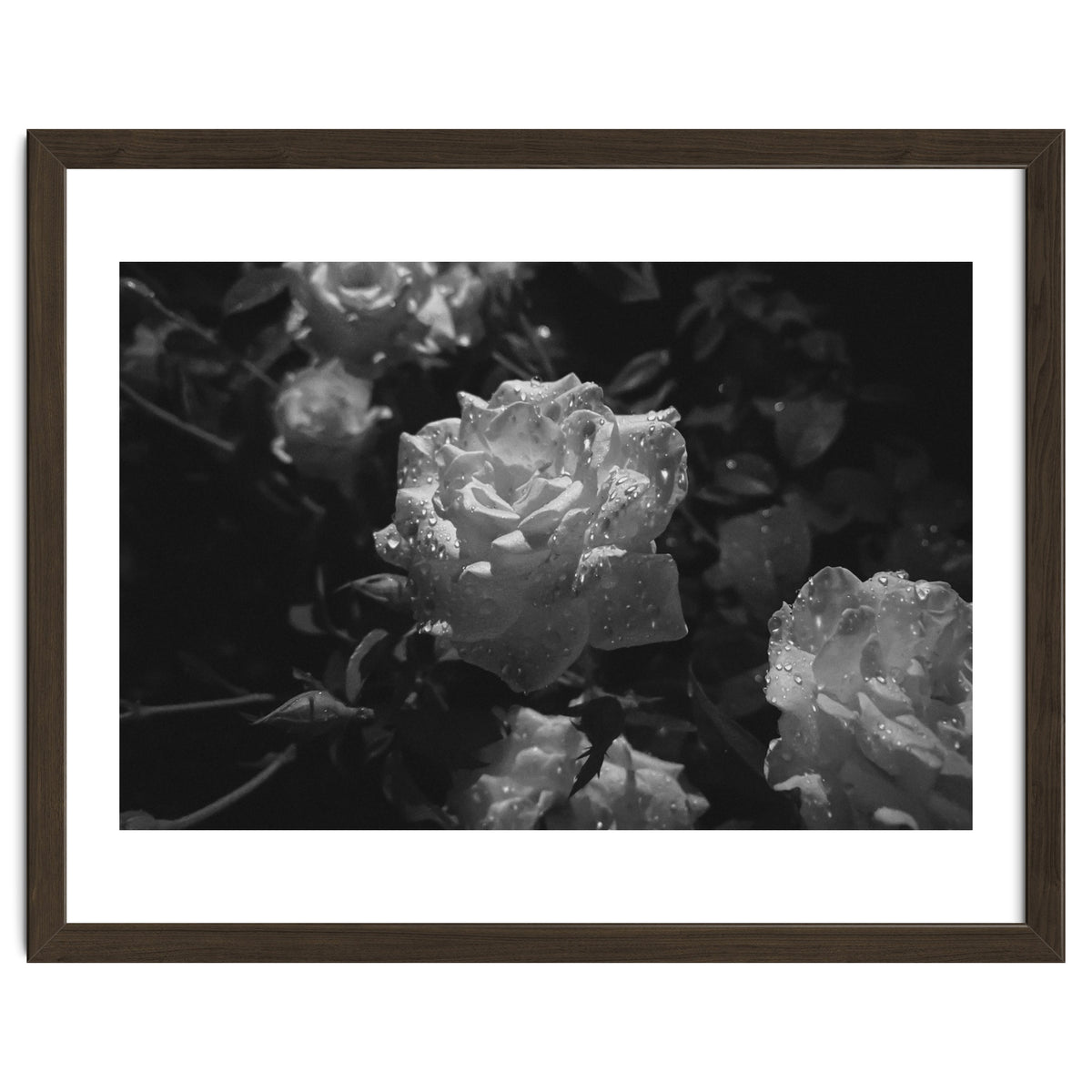 Dark Paradise | Black & White