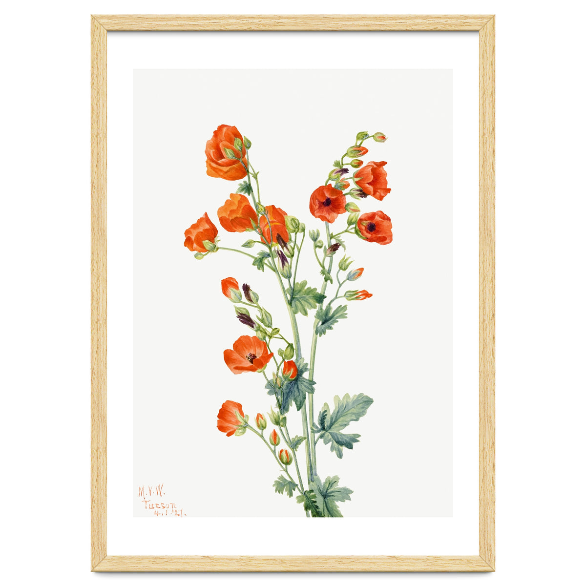 Mary Vaux Walcott – Scarlet Globe Mallow (Sphaeralcea grossulariaefolia) (1927)