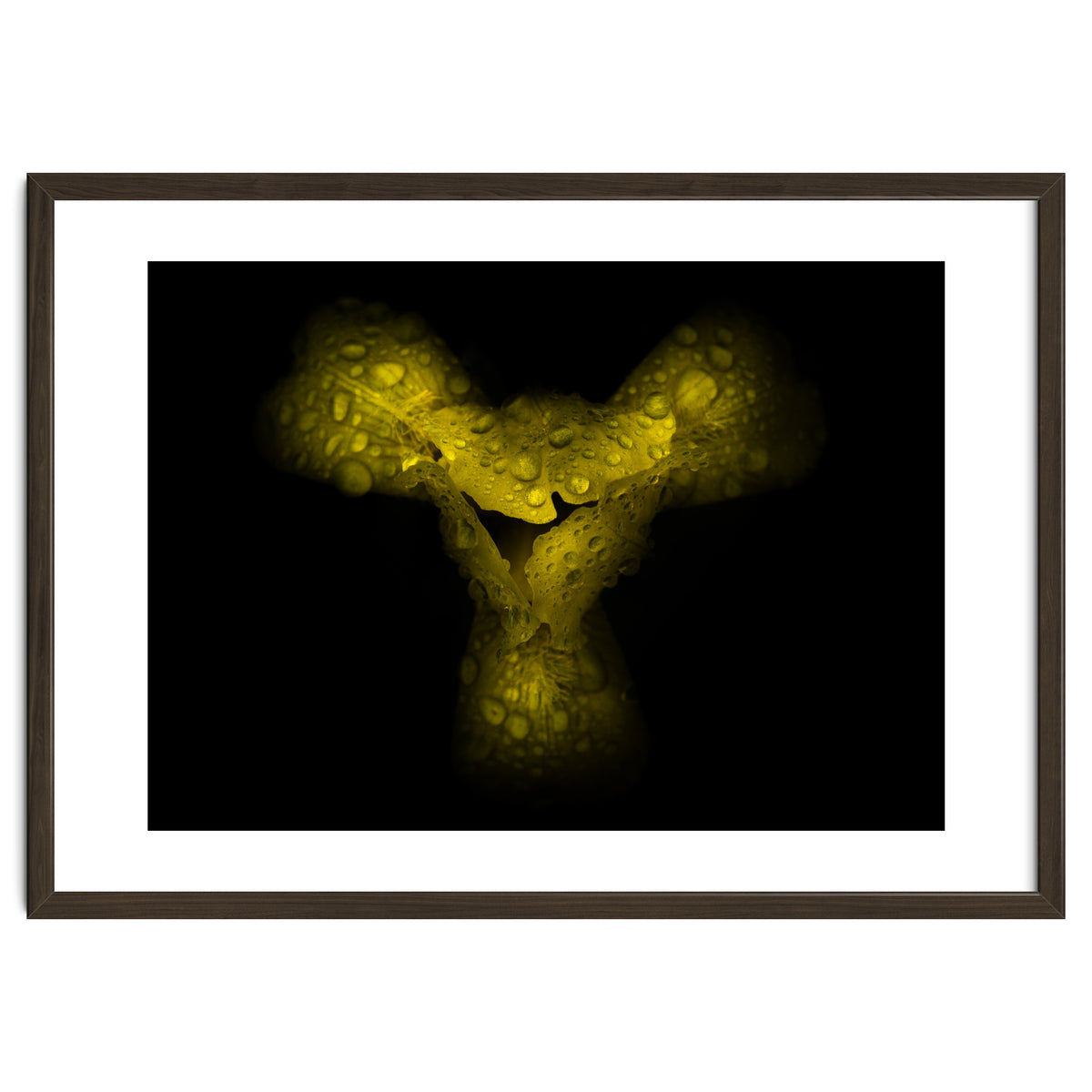 Backyard Flowers No 70 Color Version