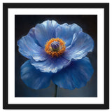 Meconopsis | Sapphire Serenade thumbnail