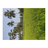 The Paddy Fields of Kerala, South India (Print Only)