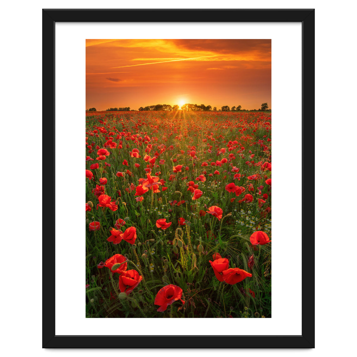 Poppies At Sunset