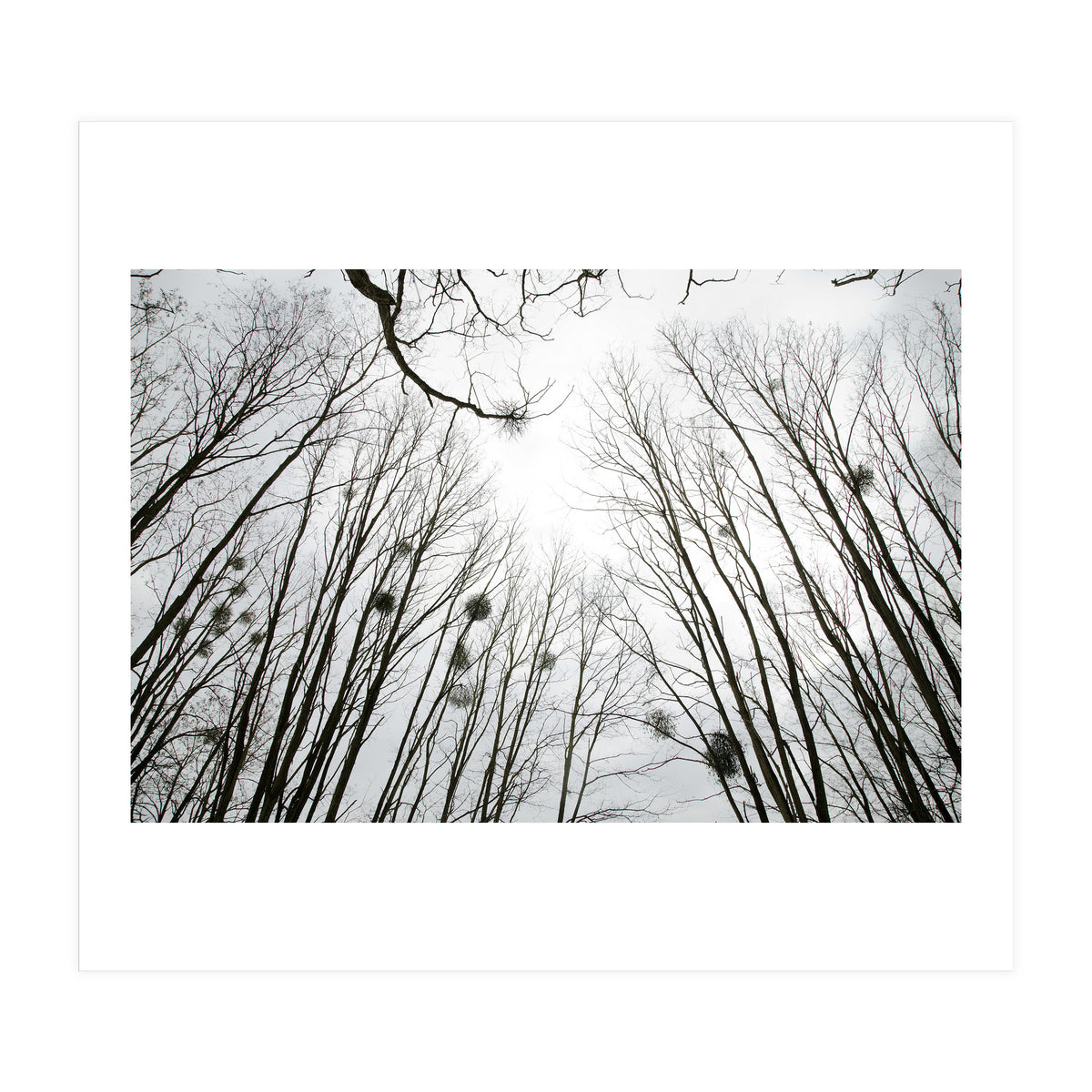 Bare trees in the winter sky (Print Only)