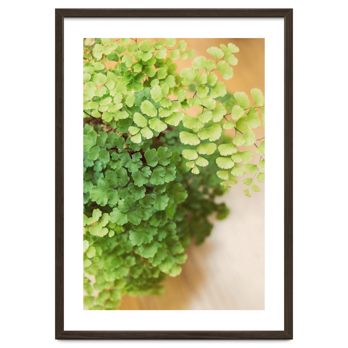 Maidenhair Queen