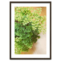 Maidenhair Queen