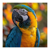Blue And Gold Macaw Parrot Close Up Portrait (Print Only)