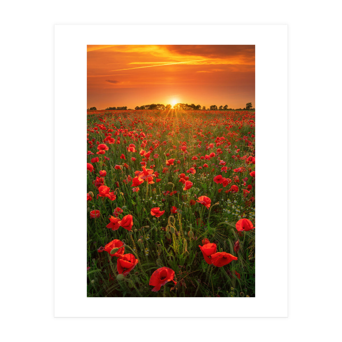 Poppies At Sunset (Print Only)