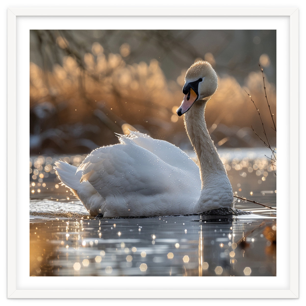 Majestic Swan On Calm Water During Sunset Nature Scene