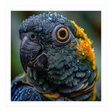 Close Up Of A Wet Macaw Parrot Head (Print Only) thumbnail