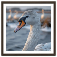Majestic Swan Portrait In Snowy Waters