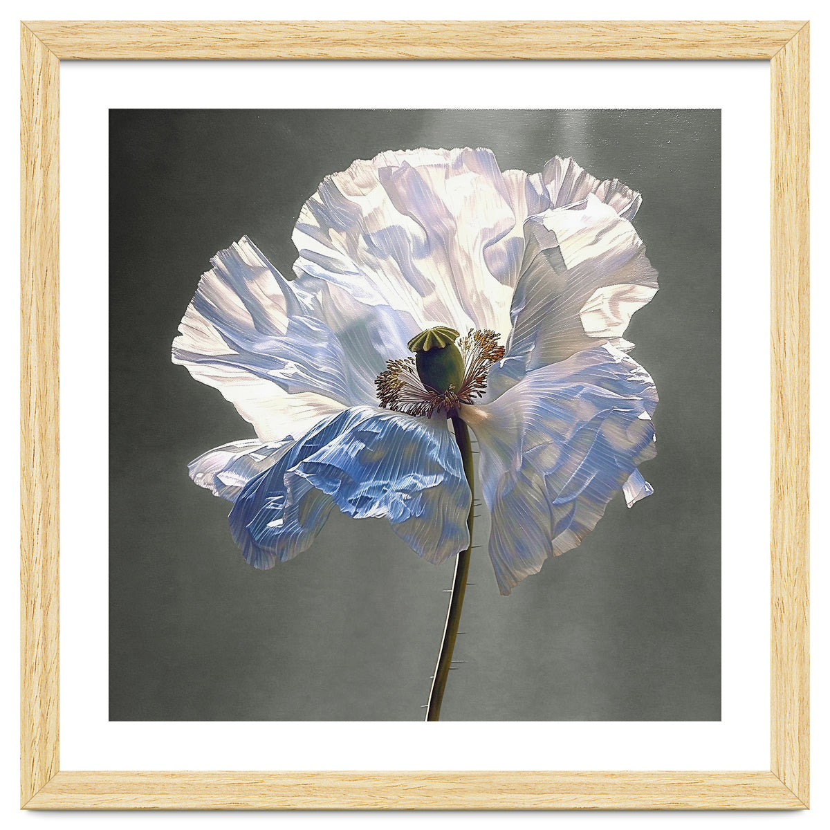 Shirley Poppy | Morning Silk