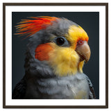 Cockatiel Parrot Closeup Vibrant Feather thumbnail