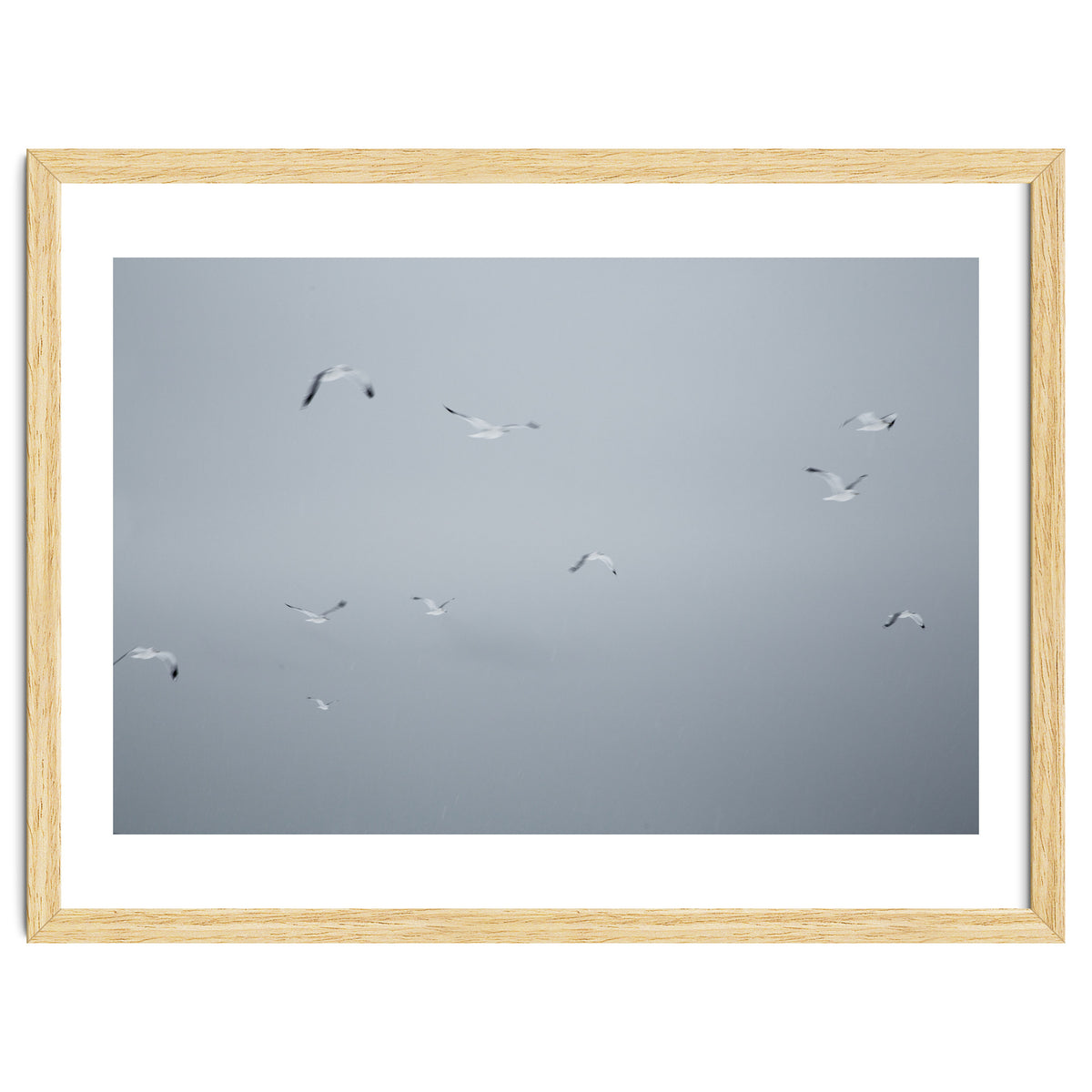 Flying seagulls in the winter sky