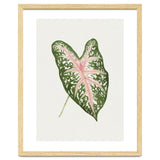 Caladium ‘Carolyn Whorton’ Leaf (Hand Drawn Illustration) thumbnail