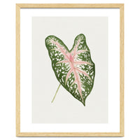 Caladium ‘Carolyn Whorton’ Leaf (Hand Drawn Illustration)