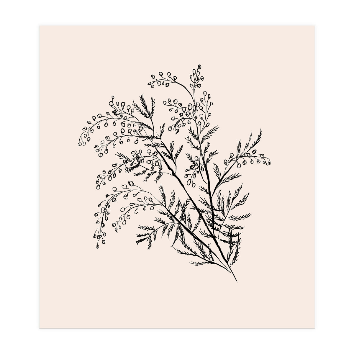 Acacia Botanical illustration (Print Only)