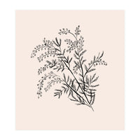 Acacia Botanical illustration (Print Only)