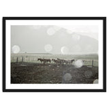 Horses under the sun shower - Iceland thumbnail