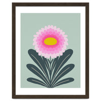 Chrysanthemum - turquoise and pink