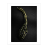 Gourds No 9 Color Version (Print Only) thumbnail
