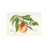 Royal Charles Steadman – Peach Twig (Prunus persica) (1918) (Print Only) thumbnail