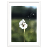 Dandelion Wish Photography thumbnail