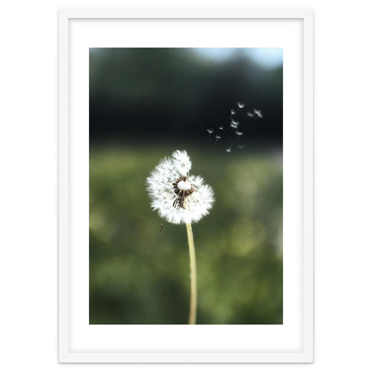 Dandelion Wish Photography