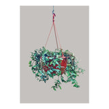 Hanging Plant (Print Only) thumbnail