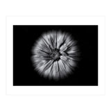 Backyard Flowers In Black And White No 10 Flow Version (Print Only) thumbnail
