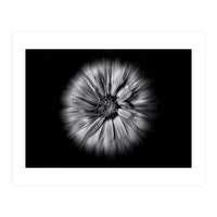 Backyard Flowers In Black And White No 10 Flow Version (Print Only)