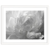 Ethereal Monochromatic Peony Petal Macro thumbnail