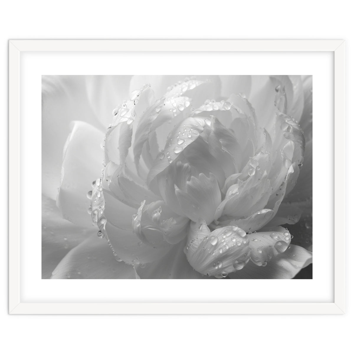 Ethereal Monochromatic Peony Petal Macro