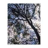 Tree from below  (Print Only) thumbnail