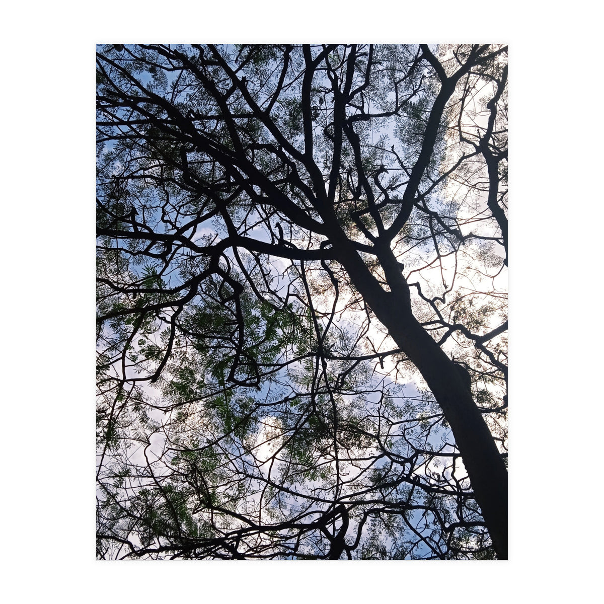 Tree from below  (Print Only)