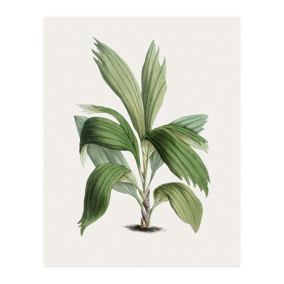 Areca Palm (Hand Drawn Botanical Illustration) (Print Only)