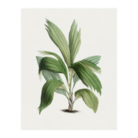 Areca Palm (Hand Drawn Botanical Illustration) (Print Only)