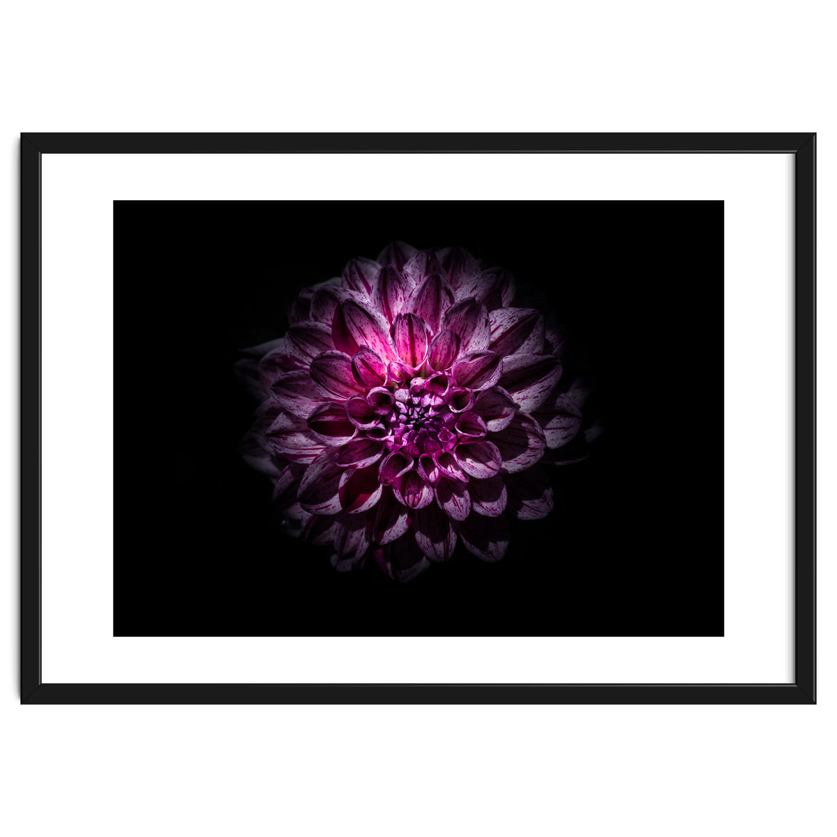 Backyard Flowers No 57 Color Version