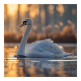 Majestic Swan Gliding On Water At Sunset (Print Only) thumbnail