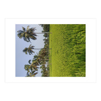 The Paddy Fields of Kerala, South India (Print Only)