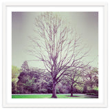 Tree Of Dreams thumbnail