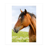 Horse Portrait (Print Only) thumbnail
